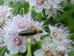 Rhagonycha mollis