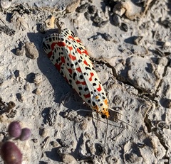 Utetheisa pulchella