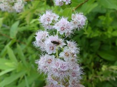 Rhagonycha mollis