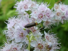 Rhagonycha mollis