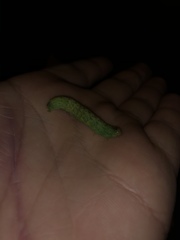 Phlogophora meticulosa