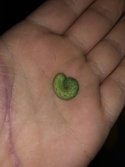 Phlogophora meticulosa