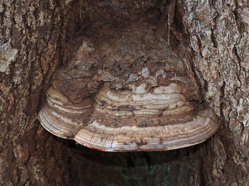 Ganoderma applanatum