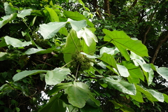 Macaranga gigantea