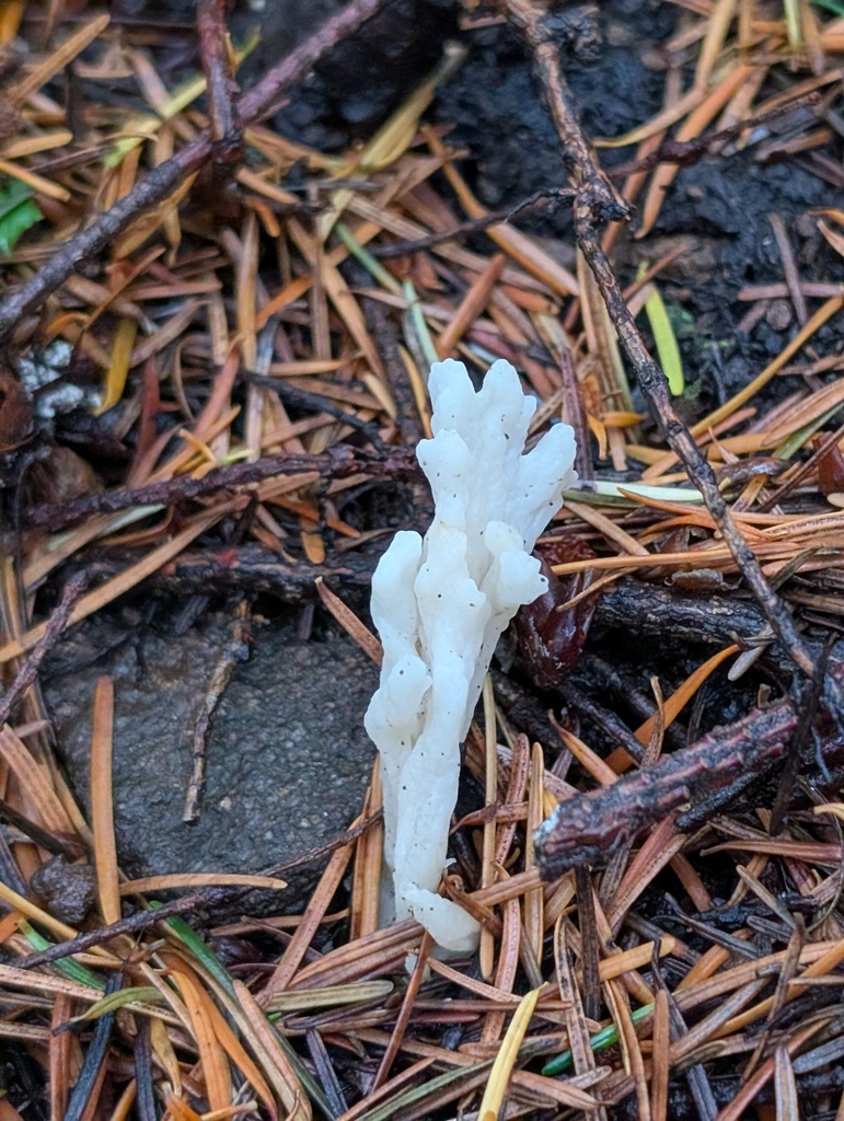 Clavulina rugosa · November 2025 · photo: © frondsinhighplaces (iNaturalist, cc-by)