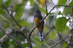 Trogon violaceus