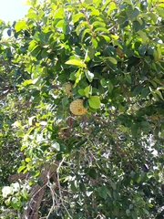 Annona crassiflora
