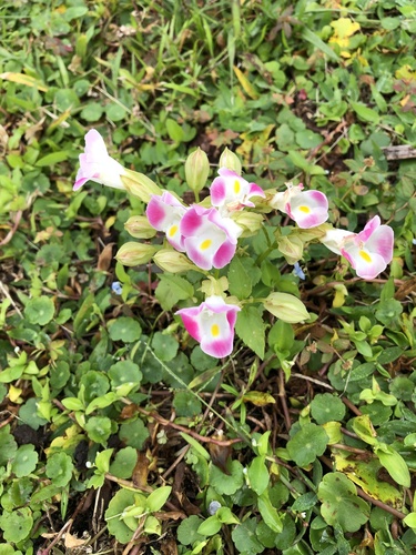 Torenia fournieri