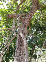 Annona crassiflora