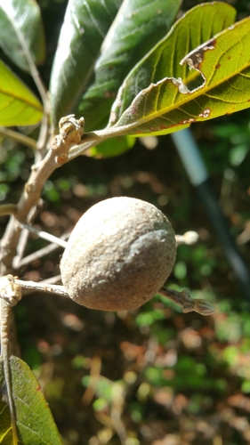 Terminalia crenata image