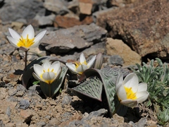 Tulipa regelii