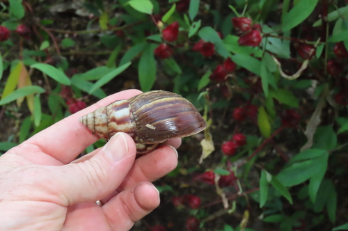 African Giant Snail — seen at this dive site