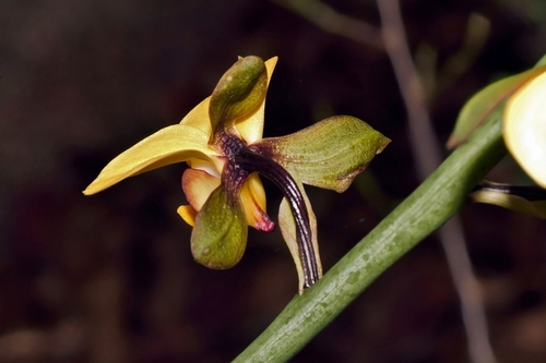 Eulophia streptopetala, photograph 2