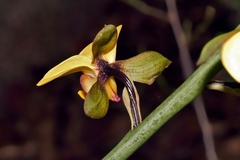 Eulophia streptopetala, photograph (c) i_c_riddell, some rights reserved (CC BY)