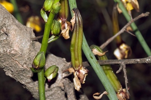 Eulophia streptopetala, photograph 5