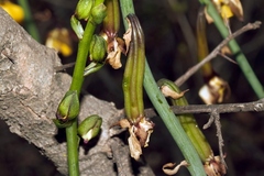 Eulophia streptopetala, photograph (c) i_c_riddell, some rights reserved (CC BY)