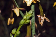 Eulophia streptopetala, photograph (c) i_c_riddell, some rights reserved (CC BY)