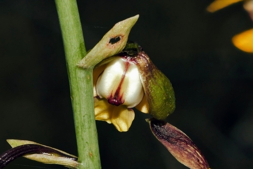 Eulophia streptopetala, photograph 3