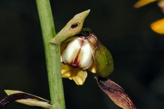 Eulophia streptopetala, photograph (c) i_c_riddell, some rights reserved (CC BY)