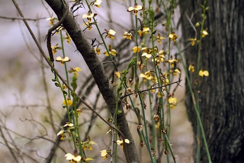 Eulophia streptopetala, photograph 4
