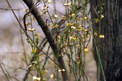 Eulophia streptopetala, photograph (c) i_c_riddell, some rights reserved (CC BY)