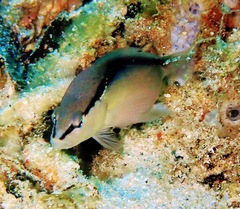 Pseudochromis perspicillatus