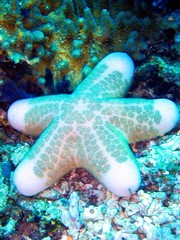 Choriaster granulatus