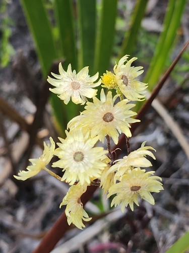 pale immortelle (Rhodanthe citrina)