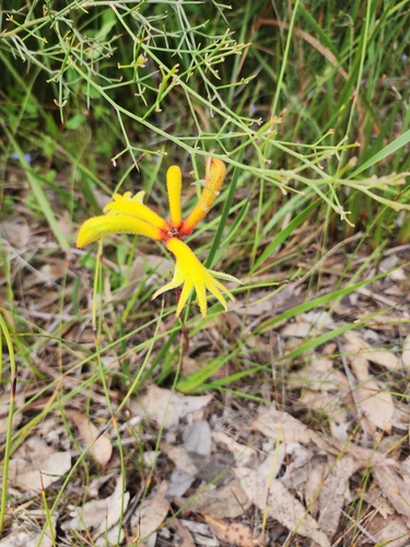 Albany Catspaw (Anigozanthos preissii)