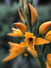 Chloraea chrysantha
