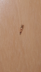 Zygina flammigera