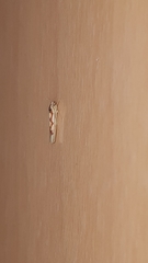 Zygina flammigera