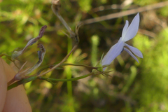 Lobelia pubescens
