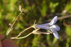 Lobelia pubescens