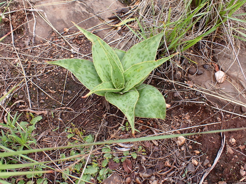 Ledebouria luteola