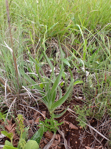 Hypoxis obtusa, photograph 6