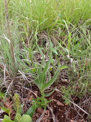 Hypoxis obtusa, photograph (c) Andrew Hankey, some rights reserved (CC BY-SA)