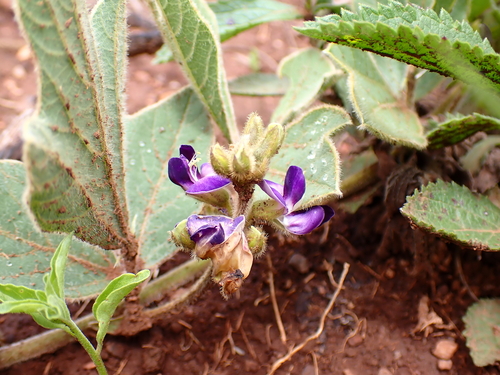 Figleaf Gemsbokbean (Neorautanenia ficifolia)