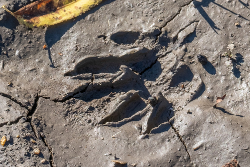 iNaturalist observation photo of Common Raccoon