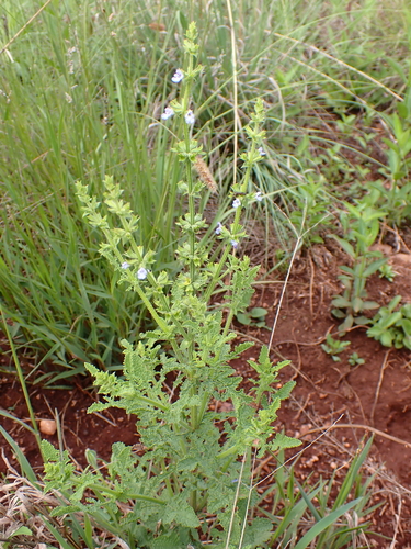 Hard Sage (Salvia runcinata)