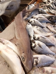 Little Gulper Shark photo 1