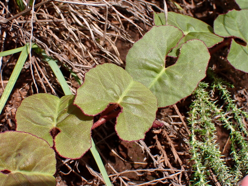 Deep Morning Glory (Ipomoea bathycolpos)