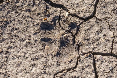 iNaturalist observation photo of Coyote