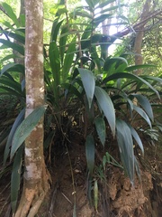 Molineria capitulata