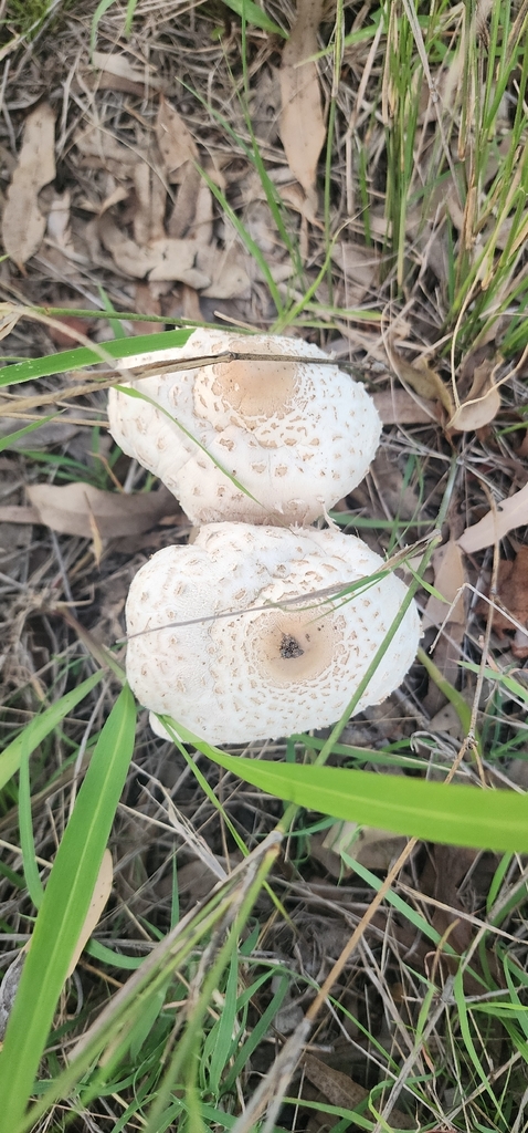 Chlorophyllum molybdites · November 2025 · photo: © bethlea_bell (iNaturalist, cc0)