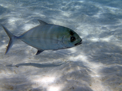 Ferdauia ferdau