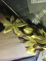 Molineria capitulata
