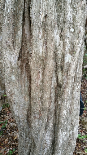 Baudouinia sollyaeformis