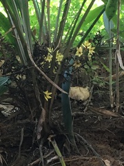 Molineria capitulata