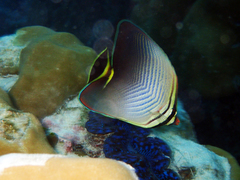 Chaetodon triangulum